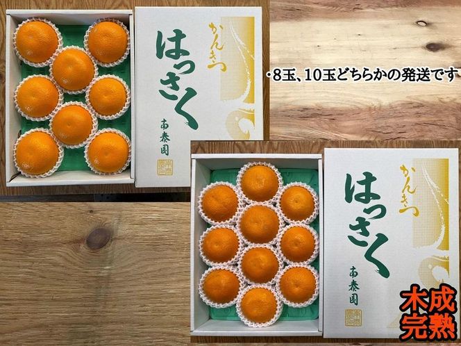 木成完熟 紅はっさく 特秀 L × 8玉 または M × 10玉 サイズ 化粧箱 南泰園【2026年4月上旬～発送】 BS782