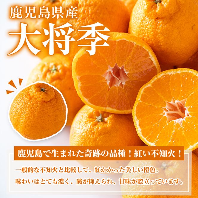 ＜先行予約受付中！2027年1月中旬以降順次発送予定＞ 阿久根市で生まれたオリジナル品種「大将季」(約5kg・15～24玉) 果物 フルーツ 柑橘 果実 ハウス栽培 ギフト 【鹿児島いずみ農業協同組合】akn018-22