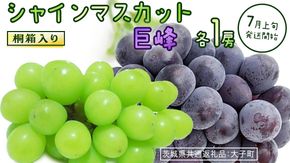 【桐箱入り】 シャインマスカット & 巨峰 (各１房)【2026年7月上旬発送開始】(茨城県共通返礼品：大子町) ぶどう 葡萄 マスカット フルーツ 果物 贈答用 ギフト 贈り物