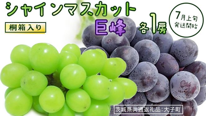 【桐箱入り】 シャインマスカット & 巨峰 (各１房)【2026年7月上旬発送開始】(茨城県共通返礼品：大子町) ぶどう 葡萄 マスカット フルーツ 果物 贈答用 ギフト 贈り物