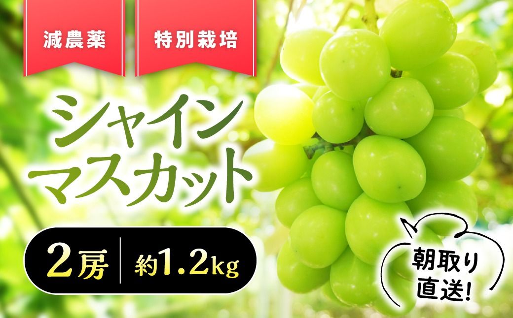 [✩先行予約✩2026年/令和8年発送分]『特別栽培』自然塾夏のシャインマスカット(約1.2kg) 人気 おすすめ 国産 贈答 ギフト お取り寄せ 山梨県産 産地直送 フルーツ 果物 くだもの ぶどう ブドウ 葡萄 シャイン シャインマスカット 新鮮 BM-1