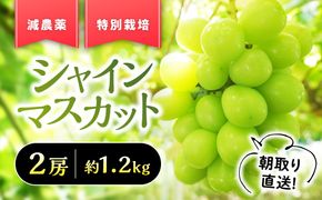 【✩先行予約✩来年2026年/令和8年発送分】『特別栽培』自然塾夏のシャインマスカット（約1.2㎏）　人気　おすすめ　国産　贈答　ギフト　お取り寄せ　山梨県産　産地直送　フルーツ　果物　くだもの　ぶどう　ブドウ　葡萄　シャイン　シャインマスカット　新鮮　BM-1