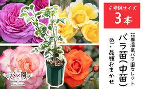 【3本セット】花巻温泉バラ園で育ったバラ中苗 5号サイズ 【2328】