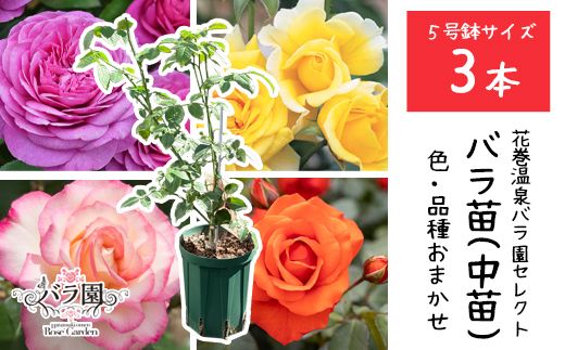 【3本セット】花巻温泉バラ園で育ったバラ中苗 5号サイズ 【2328】