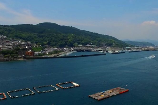 【期間限定発送】牡蠣 岩牡蠣 殻付き 細島 岩ガキ 約 2kg [日向サンパーク 宮崎県 日向市 452061757] かき カキ 岩牡蠣 岩がき 貝 海鮮 魚介 魚介類 冷蔵 新鮮 ふるさと納税 濃厚 クリーミー BBQ 焼き牡蠣 蒸し牡蠣 ほそしま 日豊海岸