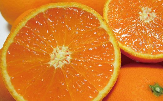 特撰　清見オレンジ 10kg+200g(補償分)【2027年2月下旬～5月上旬頃に順次発送予定】【ard263】