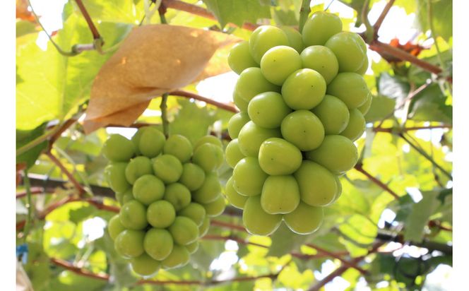 SANUKIFROZEN シャインマスカット 60g×8袋 372013_KF014