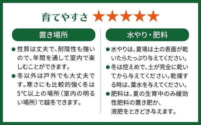 幸せを呼ぶ木『ガジュマル』　エッジボールポット 糸島市 / cocoha / 観葉植物 グリーン 緑 インテリア[AWB038] 観葉植物 緑 グリーン 暮らし インテリア 植物 鉢 おしゃれ 室内 ギフト