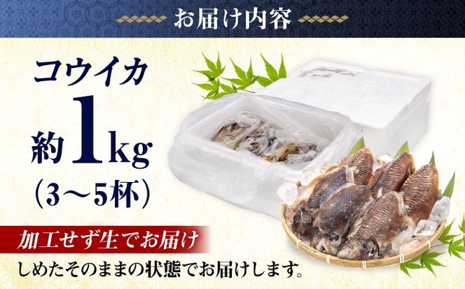 【先行予約】【2027年3月下旬以降順次発送】築上町で捕れた「 コウイカ 」約1kg (3～5杯)《築上町》【明青丸】[ABCB001]