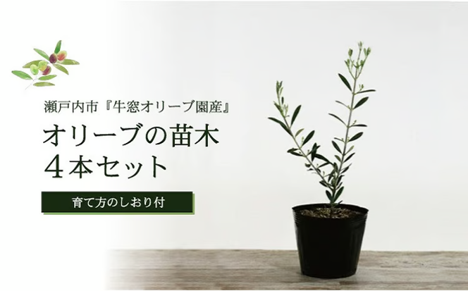 オリーブの苗木4本セット [№5735-0374]