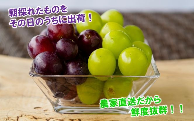 テレビで紹介されました！【先行予約】【令和8年発送】農家直送！ 新鮮！ 朝づみぶどう シャインマスカット & BKシードレス 種なし 1kg 1.5kg 2kg フルーツ 果物 贈答 大分県産 採れたて_2658R