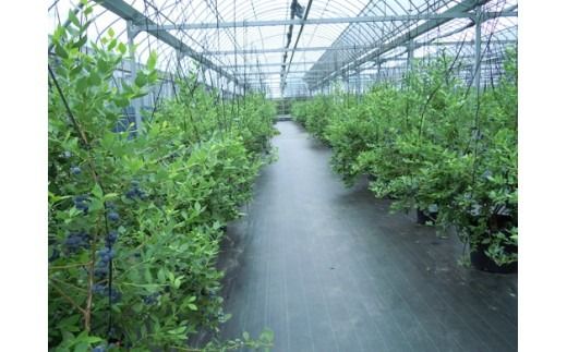 美浜町産大粒ブルーベリー食べ比べセット6品種以上 『8パック入り』 ※2026年6月中旬～6月下旬頃に順次発送予定