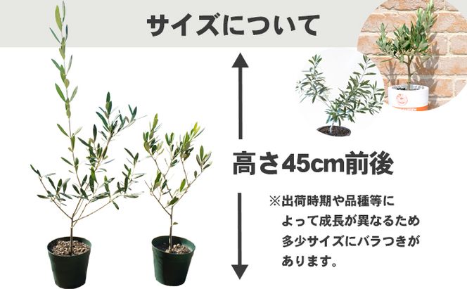 【 小豆島 】【2026年3月より発送】瀬戸内のオリーブ苗木2本セット 植物 インテリア 観葉植物 