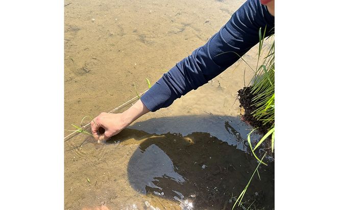 令和7年度産 伊勢ひかり 精米4kg | 白米 栃木 鹿沼市直送