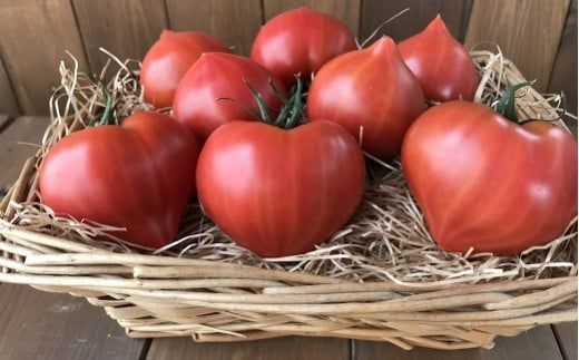【お試し】 たった3ヶ月しか食べられない 幻 フルーツ トマト ファーストトマト 容量 約700g 特に美味しい 3月 ～ 5月 限定発送 長田農園 完全木熟栽培 果皮 薄い もっちり食感 甘い リコピン 野菜 碧南市 送料無料 H004-225