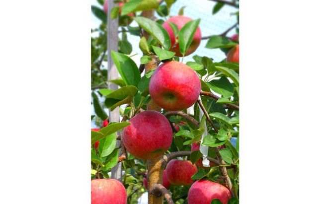 【2026年8月発送】シナノリップ 秀品 約3kg 7～11玉 りんご 果物 信州 長野