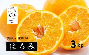 【先行予約】Saito Orange Farmのはるみ3kg ｜ 柑橘 みかん ミカン フルーツ 果物 愛媛　※離島への配送不可　※2025年2月中旬頃より順次発送予定