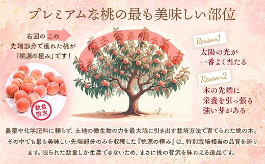 ◆2026年夏発送◆ 桃源の極み ～産直・桃・約1kg ※離島への配送不可 ※2026年7月上旬～9月上旬頃に順次発送予定｜先行予約 予約 桃 もも モモ 果物 くだもの フルーツ 詰め合わせ 福島 ふくしま
