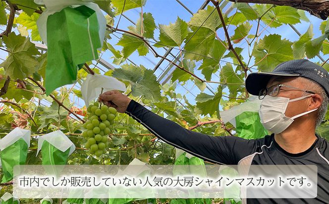 数量限定！　三重県名張産シャインマスカット　フルーツ　果物　シャインマスカット　大房
