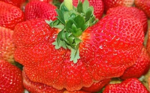 春のあまおう （2L・2A・G規格以上 6パック） 合計約1.5～1.62kg 【数量限定】 【2026年3月上旬～4月下旬発送予定】 あまおう 苺 いちご 果物 果実 フルーツ 国産 九州 福岡県 香春町 冷蔵