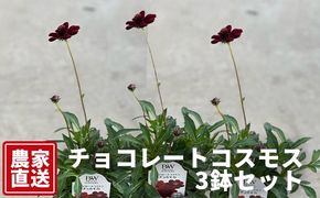 チョコレートコスモス3鉢セット【農家直送】 | 植物 お花 花 鉢 鉢花 花鉢 フラワー ギフトプレゼント 贈り物 珍しい 育てやすい かわいい 可愛い キレイ おしゃれ オシャレ シック 送料無料 岐阜県 瑞穂市 ※北海道・沖縄・離島への配送不可