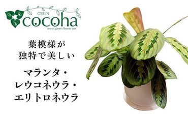 葉模様が独特で美しい 『マランタ・レウコネウラ・エリトロネウラ(ボスタス)』 糸島市 / cocoha 観葉植物 インテリア [AWB035]