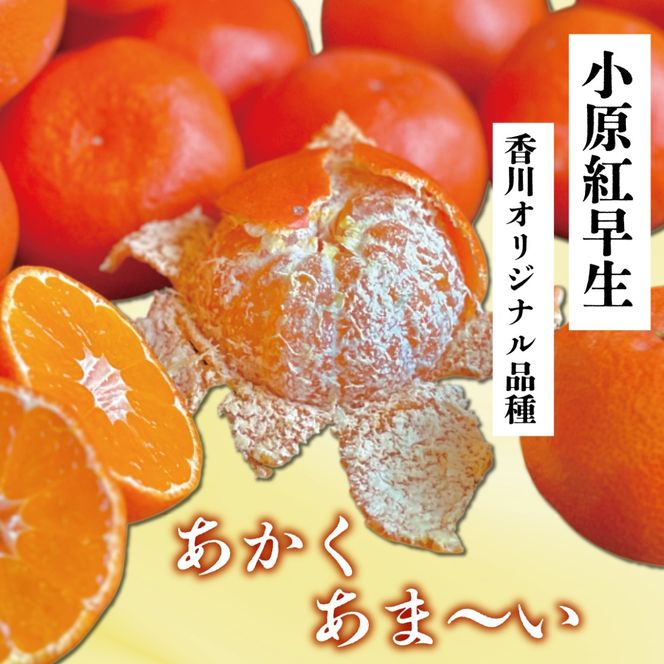 【2026年11月中旬より順次発送】【特秀品】みかん 小原紅早生 約5kg 真っ赤なみかん 小原紅早生みかん 甘い ミカン 蜜柑 フルーツ 果物 くだもの 柑橘 柑橘類 デザート 旬 産地直送 冬の味覚 旬の果物 旬のフルーツ お取り寄せ 取り寄せ