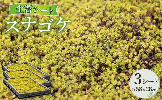 M-101 スナゴケ生苔3シート1セット【北海道・沖縄・離島　配送不可】