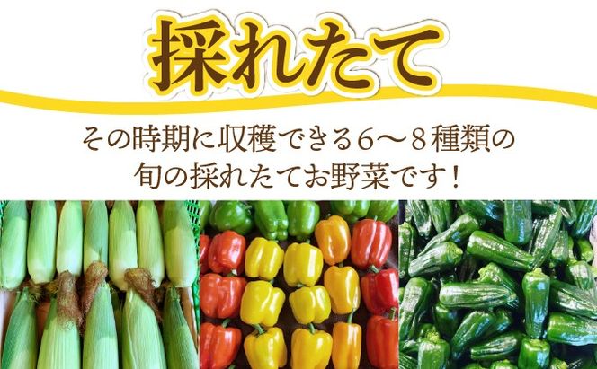 【 2026年発送 】 先行予約 新鮮採れたて！旬の伊達野菜セット（6～8種）【オンライン決済限定】55250703