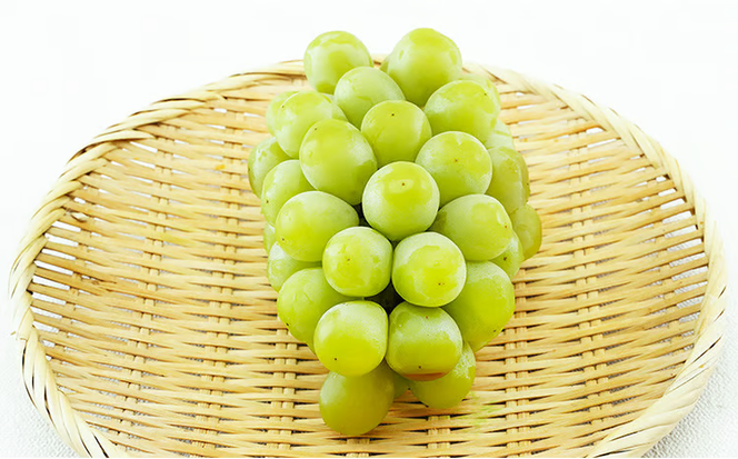 ぶどう 2026年 先行予約 マスカット・オブ・アレキサンドリア 1房 700g以上 化粧箱入り マスカット 岡山県産 国産 フルーツ 果物 ギフト 食後 デザート 上品な香り 果物の女王 さっぱり 爽やか [№5735-1460]