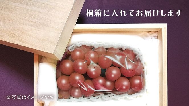 【桐箱入り】 ゴルビー ２房 【2026年9月上旬発送開始】(茨城県共通返礼品：大子町) ぶどう ブドウ 葡萄 果物 フルーツ 果実 贈答用 ギフト 贈り物 プレゼント