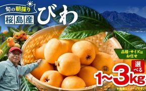 ＜容量選べる＞旬の朝採り！ 鹿児島 桜島産びわ 1～3箱（秀品）　K343-001_SKU