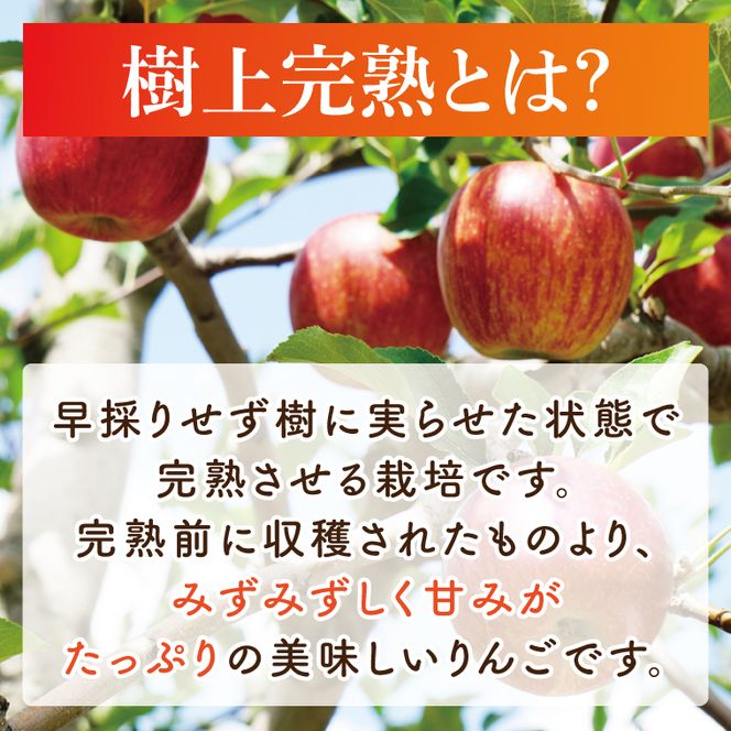 【先行予約・数量限定】三村観光りんご園の奥久慈りんご（各種詰め合わせ）約3kg【10月中旬頃順次発送予定】｜茨城県 大子町 林檎 旬 果物 フルーツ 果実 果汁 ギフト 贈答（BX001-1）