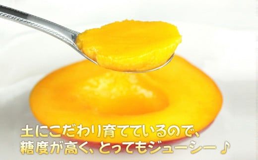 【 先行予約 2026年発送 】マンゴランのこだわりマンゴー 1kg