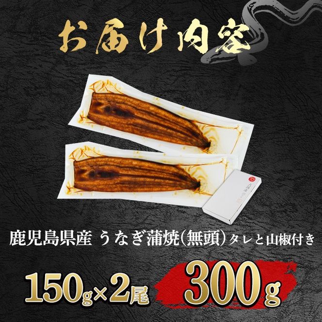 【0104347a-2608】＜8月上旬発送予定＞東串良町のうなぎ蒲焼(無頭)(2尾・計約300g・タレ、山椒付) うなぎ 高級 ウナギ 鰻 国産 蒲焼 蒲焼き たれ 鹿児島 ふるさと 人気【アクアおおすみ】