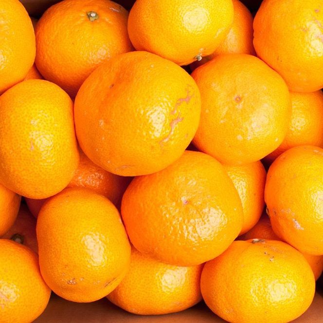 家庭用 大玉 有田みかん10kg+250g（傷み補償分） 	CZ076