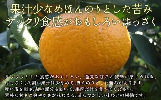 【栽培期間中農薬不使用】【先行受付】【数量限定】農園直送！愛媛県産 はっさく 10kg （2026年2月下旬頃より順次発送） IKTG024