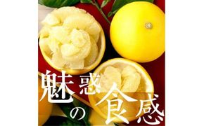 【先行予約】☆至高の柑橘　高知産 土佐文旦☆ 2L 8玉入【家庭用】〈2027年1月下旬頃より順次発送〉/ 柑橘 フルーツ 先行予約 ぶんたん ブンタン 果物 お取り寄せ【TAMURAKAJUEN】