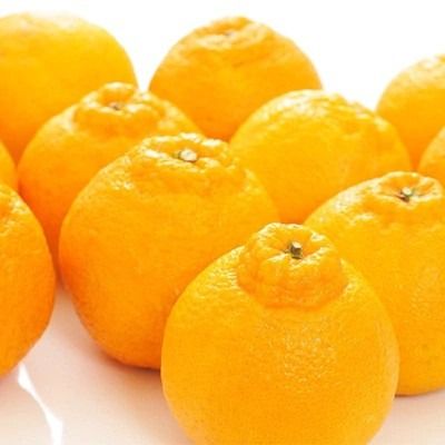 和歌山有田の濃厚大玉デコポン 12～15玉 約5kg［先行予約］［MS79w］ AO046