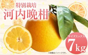 【先行受付】特別栽培河内晩柑 7kg サイズミックス 河内晩柑 晩柑 ばんかん 柑橘 みかん 果物 フルーツ【2026年4月上旬から7月上旬発送開始】