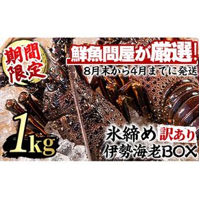 【0343207a】＜訳あり＞朝獲れ発送！鮮魚問屋が厳選した氷締め伊勢海老(2尾・総量1kg以上) えび 魚介類 海鮮 刺身 塩焼き【江川商店】
