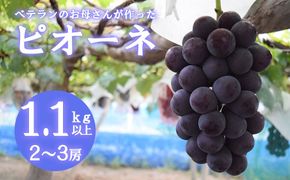 【2026年発送分 先行予約】【フルーツ王国山梨】ピオーネ  １．１ｋｇ以上（２～３房）　 葡萄 ブドウ ぶどう 果物 くだもの 山梨 やまなし フルーツ 富士川町