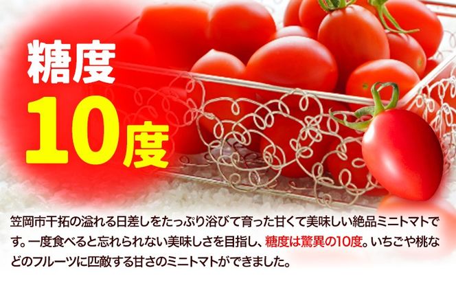 トマト フルーツトマト ZEPPIN PRM(プレミアム) 500g《120日以内に出荷予定(土日祝除く)》 高濃度 株式会社ジェイ・イー・ティ・アグリ 甘い うまみ とまと ミニトマト 野菜 岡山県 笠岡市---A-187a---