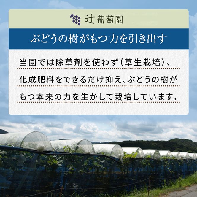 訳あり 辻葡萄園 の ニュー ピオーネ ご家庭用 満杯詰め 約4kg 岡山県産 ぶどう 葡萄 果物 フルーツ 2026年 先行予約 果物類 
