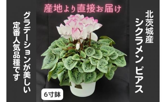 【先行予約】【長谷川園芸】北茨城産 シクラメン ピアス 6寸 ※11月～12月出荷【冬のギフト  フラワーギフト クリスマス 鉢花】(AT109)