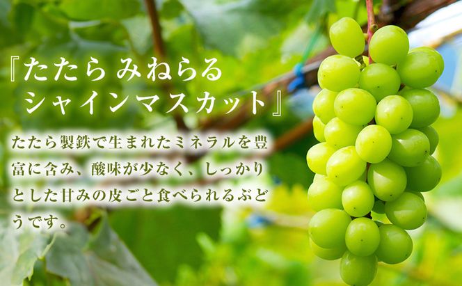 【 2026年 先行予約 】ぶどう 桃 ぼっけぇうめぇ フルーツ 定期便 3回 コース -2 ( 白桃 ・ シャインマスカット ・ 紫苑 )《2026年8月-10月出荷》 岡山県産 フルーツ 果物 数量限定 里庄町 