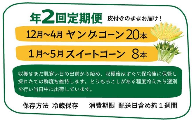 【先行予約2026年1月〜5月配送】1番遅くて1番早い！？ プレミアムヤングコーンとスイートコーンのよくばり定期便！！朝採れを皮付きのままお届け！！