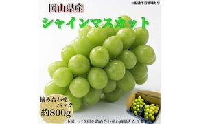 ぶどう 2026年 先行予約 【平均糖度20度】農家こだわりの シャインマスカット ご家庭用パック 合計約800g ブドウ 葡萄 岡山県産 国産 フルーツ 果物 ギフト 【 Nini farm 農家 直送 】 [№5735-3307]