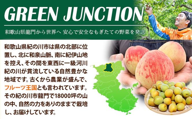 和歌山県産の桃 選べる内容量 約900g (3玉入り) 約1.8kg (5～8玉入り) 約3.8kg (10～18玉入り) GREEN JUNCTION株式会社《2025年6月中旬-2025年8月末頃出荷》和歌山県 紀の川市 桃 果物 果実 フルーツ 自然栽培 送料無料---wsk_cgjt3_6c8m_24_8000_3t---