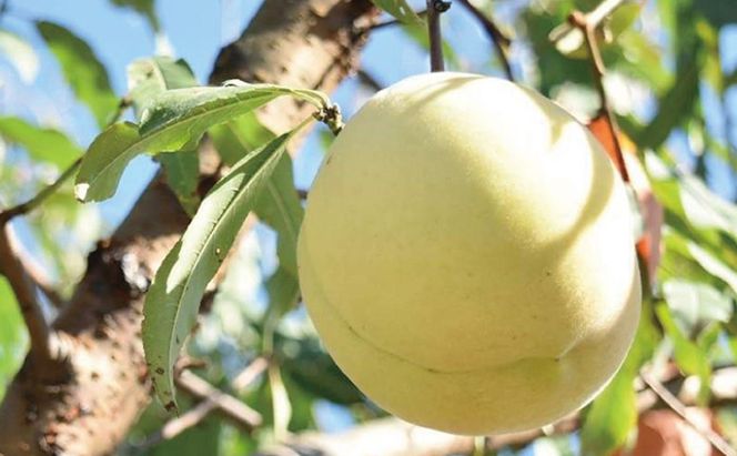 桃 2026年 先行予約 8月の旬な 白桃 をお届け！約1.5kg 5～7玉 糖度センサー選果 糖度12度以上 もも モモ 岡山県 赤磐市産 国産 フルーツ 果物 ギフト あみかフルーツ 